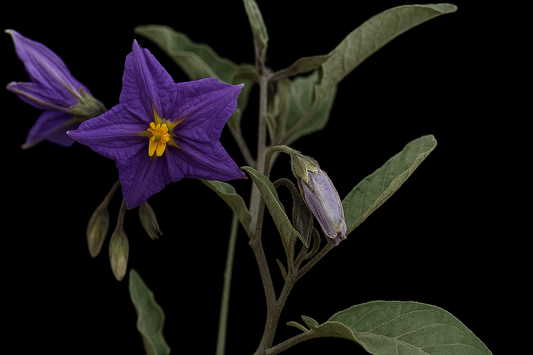 Close-up of a purple nightshade flower with yellow stamens on a black background.